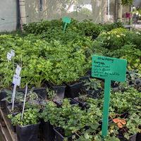 Food Gardening - Lifestyle Nursery - Xplorio™ Bredasdorp