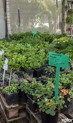 bredasdorp_home_and_garden_lifestyle_nursery_food_gardening_copy_1__1689665665