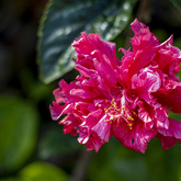 Blooming Flower - Lifestyle Nursery - Xplorio™ Bredasdorp