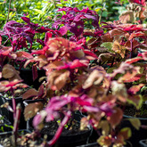 Coleus Plants - Lifestyle Nursery - Xplorio™ Bredasdorp