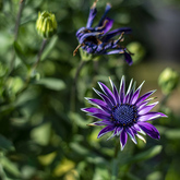 Daisy Bushes - Lifestyle Nursery - Xplorio™ Bredasdorp