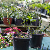 Flower Decor - Lifestyle Nursery - Xplorio™ Bredasdorp