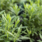 French Lavendar - Lifestyle Nursery - Xplorio™ Bredasdorp