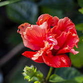 Healthy Plants - Lifestyle Nursery - Xplorio™ Bredasdorp