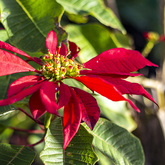 Poinsettia Spurges - Lifestyle Nursery - Xplorio™ Bredasdorp
