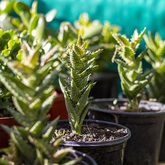 Aloe - Lifestyle Nursery - Xplorio™ Bredasdorp