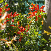 Plants - Lifestyle Nursery - Xplorio™ Bredasdorp