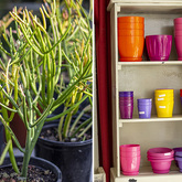 Plants - Lifestyle Nursery - Xplorio™ Bredasdorp