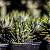 Zebra Plant - Lifestyle Nursery - Xplorio™ Bredasdorp