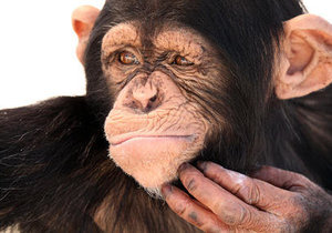 Why do we look like chimpanzees?