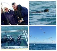 Daily Blog: 17 July 2023 | Shark Cage Diving in South Africa