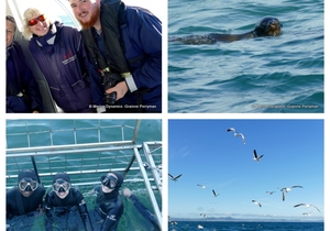 Daily Blog: 17 July 2023 | Shark Cage Diving in South Africa