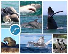 Next Dyer Island Marine Big 5 Tour: 21 July 2023