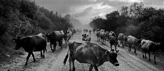 Cattle in the road at Baardskeerdersbos