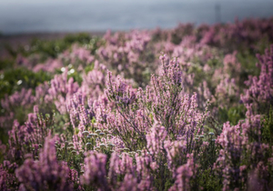 Erica Irregularis And The Winter Flora Of Grootbos