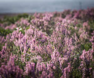 Erica Irregularis And The Winter Flora Of Grootbos