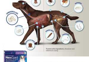 NexGard Tasty Chewables