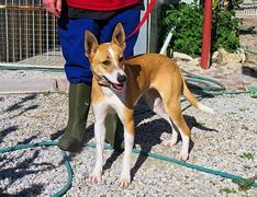 Up for Adoption: Beautiful Female Dog