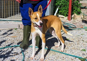 Up for Adoption: Beautiful Female Dog