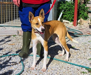 Up for Adoption: Beautiful Female Dog