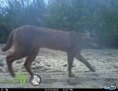 ‘Wild live on our doorstep’