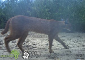 ‘Wild live on our doorstep’