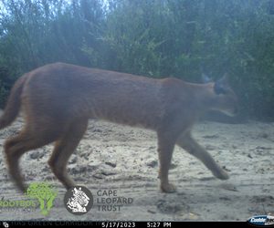 ‘Wild live on our doorstep’