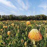 9 August 2023: Women’s Day Walk at Stanford Hills