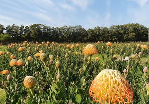 9 August 2023: Women’s Day Walk at Stanford Hills