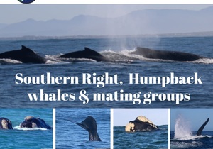 Next Dyer Island Marine Big 5 Tour: 4 August 2023