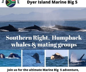 Next Dyer Island Marine Big 5 Tour: 4 August 2023