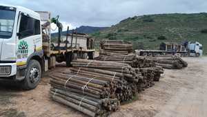 Wooden Pinus Pinaster Pole Prices - CCA Treated