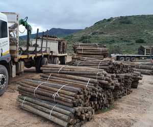 Wooden Pinus Pinaster Pole Prices - CCA Treated