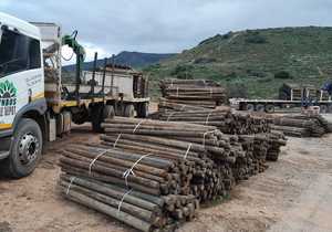 Wooden Pinus Pinaster Pole Prices - CCA Treated