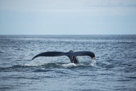 Whale Watching in De Kelders and Gansbaai