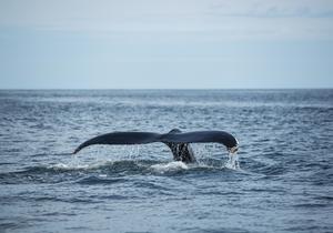 Whale Watching in De Kelders and Gansbaai