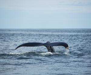Whale Watching in De Kelders and Gansbaai