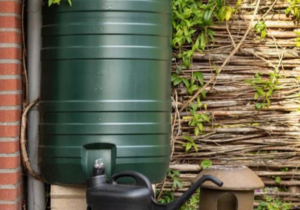 Water Storage Solutions - Watering Plants with Rainwater