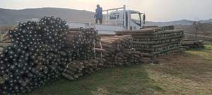 Sharpened Quality Vineyard Pine Poles