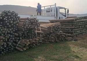 Sharpened Quality Vineyard Pine Poles
