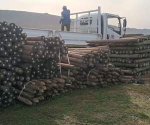 Sharpened Quality Vineyard Pine Poles