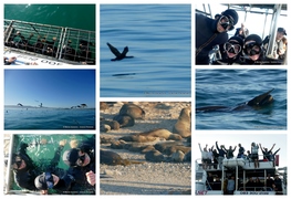 Daily Blog: 10 August 2023 | Shark Cage Diving in South Africa