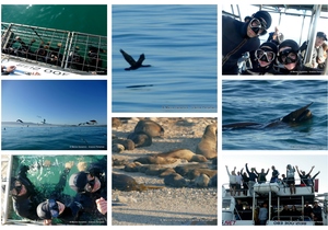 Daily Blog: 10 August 2023 | Shark Cage Diving in South Africa