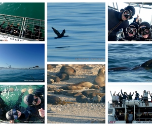 Daily Blog: 10 August 2023 | Shark Cage Diving in South Africa