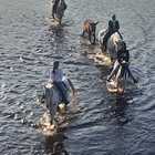 Horse Riding - Horse Riding Gansbaai - Xplorio™ Gansbaai