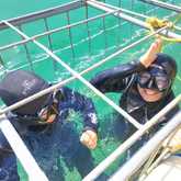 Shark Cage Diving - White Shark Projects - Xplorio™ Gansbaai