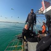 Shark Cage Diving - White Shark Projects - Xplorio™ Gansbaai