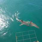 Shark Cage Diving - White Shark Projects - Xplorio™ Gansbaai