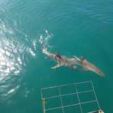 Shark Cage Diving - White Shark Projects - Xplorio™ Gansbaai