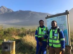 Annual Baboon Holiday Shenanigans In Kleinmond